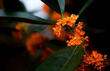 丹桂香是什么季节，丹桂香是什么季节图片