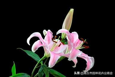 百合花开花后为什么会死？百合花开一次就死了吗？