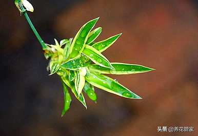 蝴蝶兰花的花语和寓意，兰花的花语和寓意是什么？