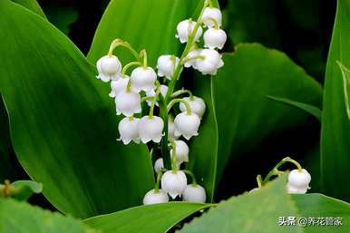 蝴蝶兰花的花语和寓意，兰花的花语和寓意是什么？