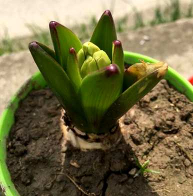 如何种植风信子球，如何种植葡萄风信子球