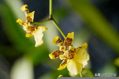 蝴蝶兰花的花语和寓意，兰花的花语和寓意是什么？