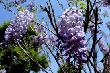 紫藤花适合在哪里种植，院子里种植紫藤花的照片