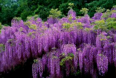 紫藤花适合在哪里种植，院子里种植紫藤花的照片