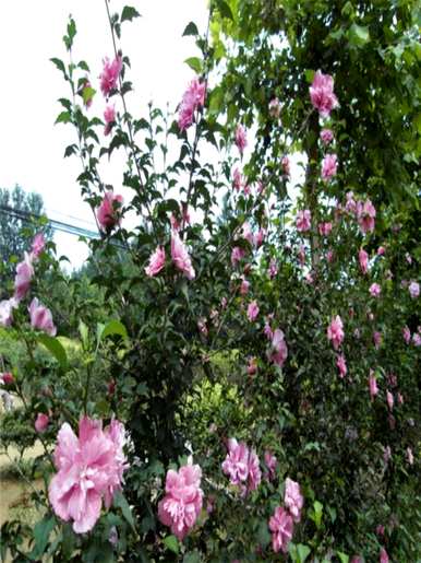 芙蓉花的花语和象征是什么，芙蓉花的花语和传说是什么