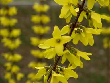 迎春花盆景养殖法、迎春花养殖法