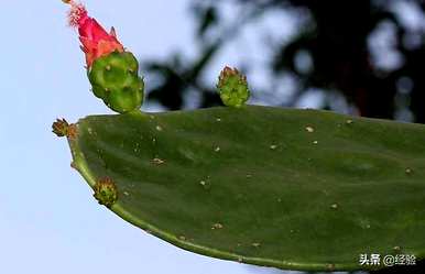 冬天种仙人掌能活吗？如何种植仙人掌？