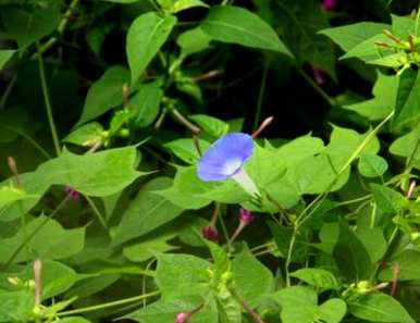 玫瑰何时开花，牵牛花何时开花？