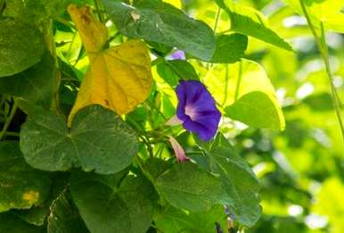 玫瑰何时开花，牵牛花何时开花？