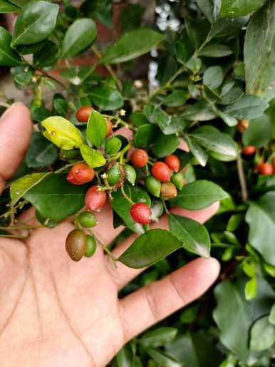 九里香什么时候开花，九里香什么时候开花？