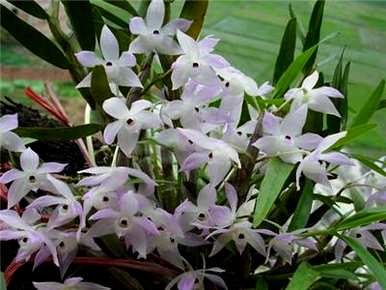 家庭如何种植兰花，兰花如何种植