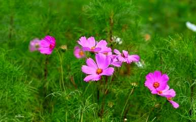 什么是波斯菊花种子，如何种植波斯菊花种子？