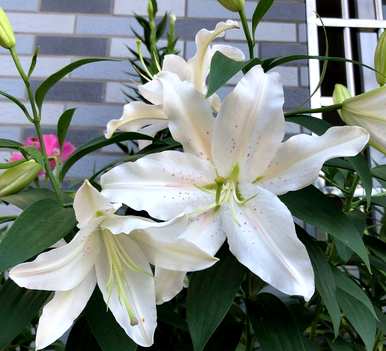 沈阳百合种植基地，如何种植盆栽百合