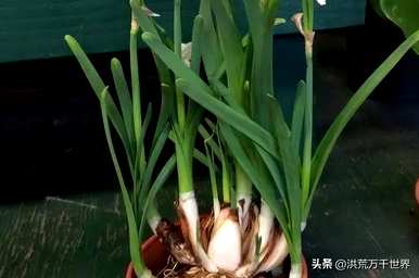 什么花适合冬天种植，什么颜色适合冬天种植？