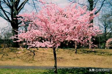 绿樱花三角梅什么时候发芽，樱花种子发芽多久？