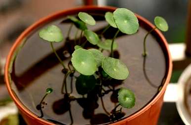 铜钱草的种植方法和技术，如何在乌龟缸中种植铜钱草