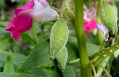 凤仙花什么时候开花？