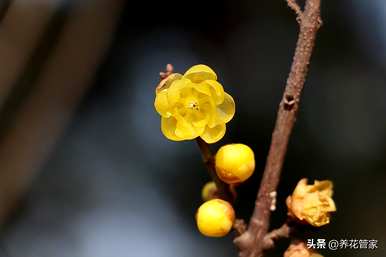 冬天最耐寒的种花，冬天什么花好养又耐寒？