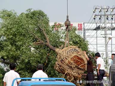 樟树和银杏树种植良好，樟树种植方法及注意事项