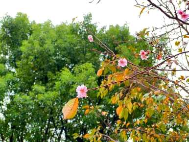 樱花什么时候开，顾村樱花什么时候开