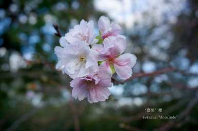 樱花什么时候开，顾村樱花什么时候开