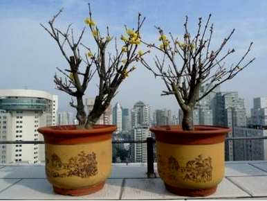 福建可以种植腊梅花。如何种植腊梅花？