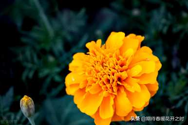 孔雀花的花语是什么，孔雀花束的花语是什么？