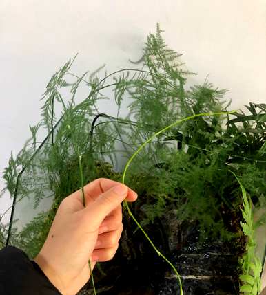 文竹花怎么养才会茂盛，文竹花怎么养才会茂盛