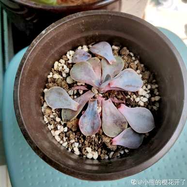 夏天怎么养多肉植物？夏天适合买多肉植物吗？