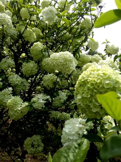 琼花的花语是什么？琼花花语电视剧全集