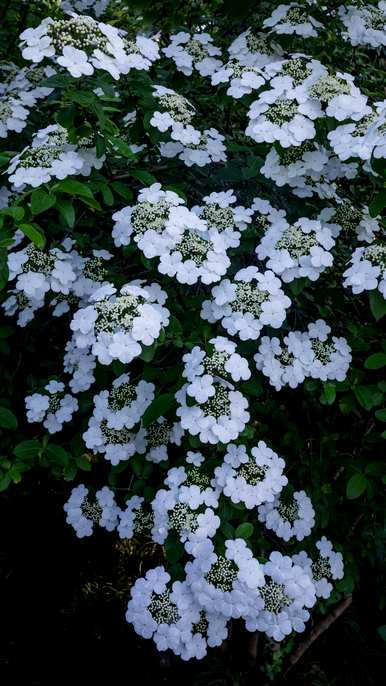 琼花的花语是什么？琼花花语电视剧全集