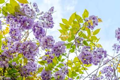 紫藤萝花语和寓意是什么，紫藤萝花和牵牛花语