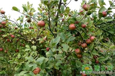 油茶树苗栽培方法，油茶栽培技术要点