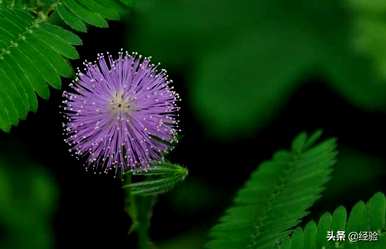 含羞草的花语是什么，含羞草的花语是美丽的句子