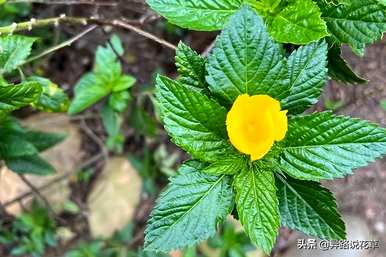 时钟花的花语是什么意思，时钟花的花语是什么意思