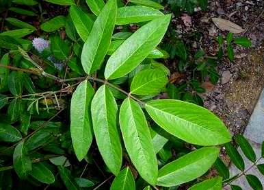 猫尾草怎么种比较好，植物大战僵尸怎么种猫尾草？