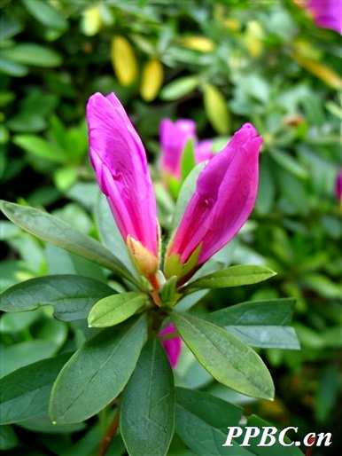 什么是锦绣杜鹃花的花语，杜鹃花的花语和象征意义