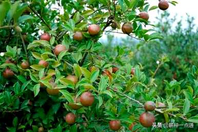 油茶树种植技术与管理、油茶树种植技术与利润