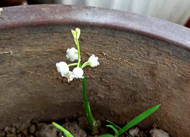 如何种植进口铃兰花，如何种植铃兰花