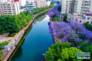 昆明教场中路蓝花对图片大全