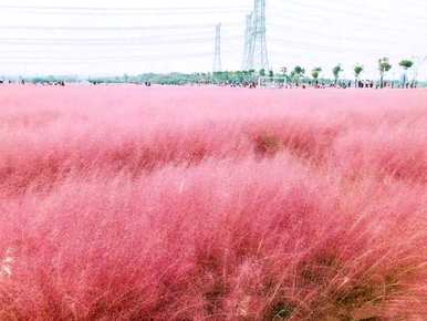 薰衣草花语是什么？薰衣草花语和寓意句是什么？