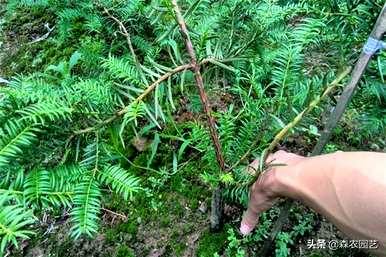 香薰种植技术的市场价格