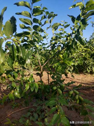 庭院枣树种植技术视频，枣树什么时候种植最好