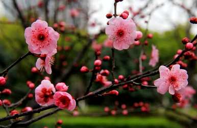 什么是榆叶梅花语，什么是榆叶梅花语？