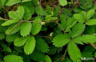 含羞草资料介绍，含羞草资料介绍大全