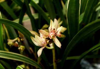 什么是室内花容易饲养，适合北方室内花