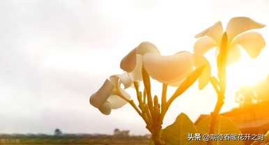 鸡蛋花语代表什么，鸡蛋花语代表什么？