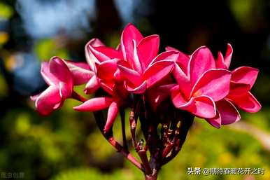 鸡蛋花语代表什么，鸡蛋花语代表什么？