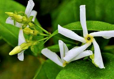 风车茉莉花谢了怎么处理，风车茉莉花谢了怎么处理？