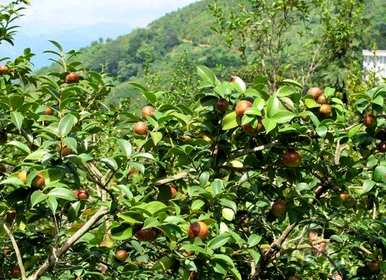 油茶种植栽培技术方案齐全，油茶种植栽培技术